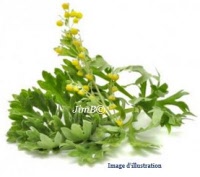 Plante en vrac – Génèpi (artemisia mutelina) - Herbo-phyto - Herboristerie Bardou™