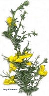 Plante en vrac – Genêt à balais (sarothamnus scoparius) - Herbo-phyto - Herboristerie Bardou™