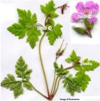 Plante en vrac – Géranium robert (geranium robertianum) - Herbo-phyto - Herboristerie Bardou™