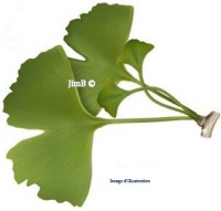 Plante en vrac – Gingko (gingko biloba) - Herbo-phyto - Herboristerie Bardou™