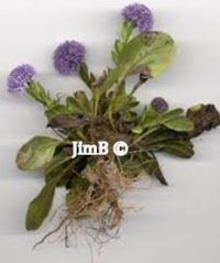 Plante en vrac – Globulaire (globularia alypum) - Herbo-phyto - Herboristerie Bardou™