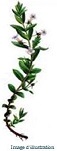 Plante en vrac – Gratiole (gratiola officinalis) - Herbo-phyto - Herboristerie Bardou™