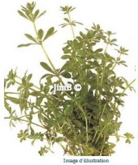 Plante en vrac – Grateron (galium aparine) - Herbo-phyto - Herboristerie Bardou™