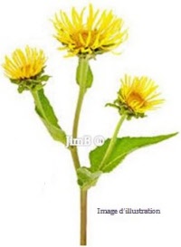 Plante en vrac – Grindélia (grindelia robusta) - Herbo-phyto - Herboristerie Bardou™