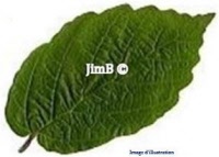 Plante en vrac – Hamamélis (hamamelis virginiana) - Herbo-phyto - Herboristerie Bardou™