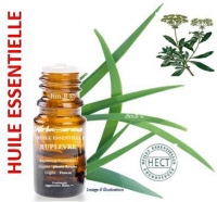 Huile essentielle - Buplèvre (bupleurum fructicosum) - Herbo-aroma - Herboristerie Bardou™ 
