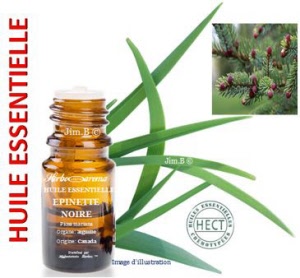 Huile essentielle - Epinette noire (picea mariana) - Herbo-aroma - Herboristerie Bardou™ 