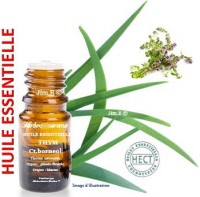 Huile essentielle - Thym fort (thymus satureoïdes ct. bornéol) - Herbo-aroma - Herboristerie Bardou™ 