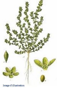 Plante en vrac – Herniaire (herniaria glabra) - Herbo-phyto - Herboristerie Bardou™