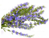 Plante en vrac – Hysope (hyssopus officinalis) - Herbo-phyto - Herboristerie Bardou™