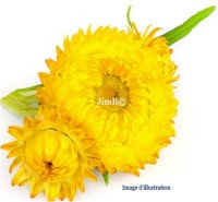 Plante en vrac – Immortelle (helichrysum arenarium) - Herbo-phyto - Herboristerie Bardou™