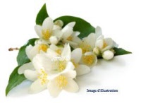 Plante en vrac – Jasmin (jasminum officinale) - Herbo-phyto - Herboristerie Bardou™
