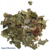 Plante en vrac – Kinkeliba (combretum micranthum) - Herbo-phyto - Herboristerie Bardou™ 