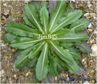 Plante en vrac – Laitue vireuse (lactuca virosa) - Herbo-phyto - Herboristerie Bardou™ 