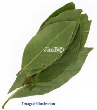 Plante en vrac - Laurier sauce (laurus nobilis) - Herbo-phyto - Herboristerie Bardou™ 