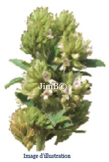 Plante en vrac - Lespedeza (lespedeza capitata) - Herbo-phyto - Herboristerie Bardou™ 