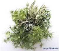 Plante en vrac - Lichen (cetraria islandica) - Herbo-phyto - Herboristerie Bardou™ 