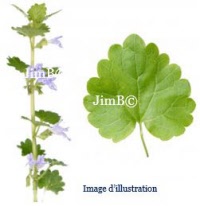 Plante en vrac – Lierre terrestre (glechoma hederacea) - Herbo-phyto - Herboristerie Bardou™