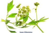 Plante en vrac – Livèche (levisticum officinale) - Herbo-phyto - Herboristerie Bardou™