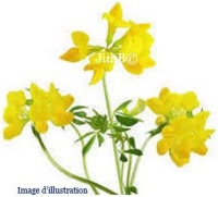 Plante en vrac - Lotier corniculé (lotus corniculatus) - Herbo-phyto - Herboristerie Bardou™ 