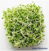 Plante en vrac - Luzerne (medicago sativa) - Herbo-phyto - Herboristerie Bardou™ 