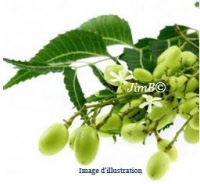 Plante en vrac - Margousier (azadirachta indica) - Herbo-phyto - Herboristerie Bardou™ 