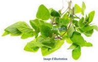 Plante en vrac - Marjolaine (origanum majorana) - Herbo-phyto - Herboristerie Bardou™ 