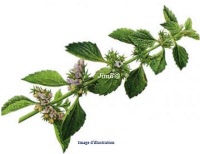 Plante en vrac - Marrube noir (ballota nigra) - Herbo-phyto - Herboristerie Bardou™ 