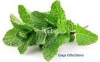 Plante en vrac - Menthe douce (mentha spicata var. viridis)(nanah) - Herbo-phyto - Herboristerie Bardou™ 