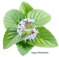 Plante en vrac - Menthe pouliot (mentha pulegium) - Herbo-phyto - Herboristerie Bardou™ 