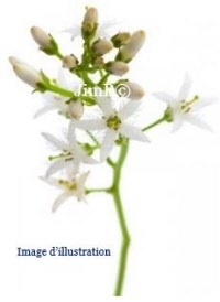 Plante en vrac - Ményanthe (trifolium fibrinum) - Herbo-phyto - Herboristerie Bardou™ 