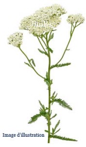 Plante en vrac - Millefeuille (achillea millefolium) - Herbo-phyto - Herboristerie Bardou™ 