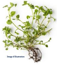 Plante en vrac - Mouron blanc (stellaria media) - Herbo-phyto - Herboristerie Bardou™ 