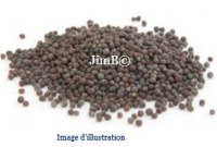 Plante en vrac - Moutarde noir (brassica nigra) - Herbo-phyto - Herboristerie Bardou™ 