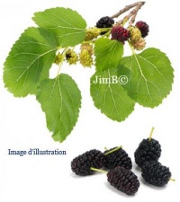 Plante en vrac - Mûrier (morus nigra) - Herbo-phyto - Herboristerie Bardou™ 