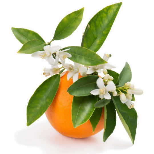 Plante en vrac - Oranger bigaradier (citrus aurantium var.amara) - Herbo-phyto - Herboristerie Bardou™ 