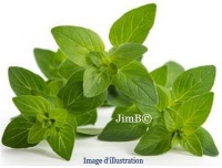 Plante en vrac - Origan (origanum vulgare) - Herbo-phyto - Herboristerie Bardou™ 