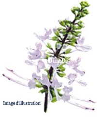 Plante en vrac - Orthosiphon (orthosiphon stamineus) - Herbo-phyto - Herboristerie Bardou™ 