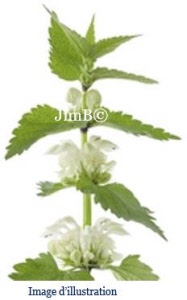 Plante en vrac - Ortie blanche (lamium album) - Herbo-phyto - Herboristerie Bardou™ 