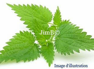 Plante en vrac - Ortie piquante (urtica dioica) - Herbo-phyto - Herboristerie Bardou™ 