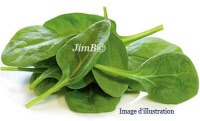 Plante en vrac - Oseille (rumex acetosa) - Herbo-phyto - Herboristerie Bardou™ 