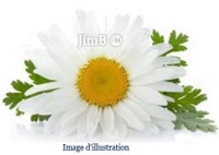 Plante en vrac - Partenelle (chrysanthemum parthenium) - Herbo-phyto - Herboristerie Bardou™ 