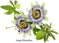 Plante en vrac - Passiflore (passiflora incarnata) - Herbo-phyto - Herboristerie Bardou™ 