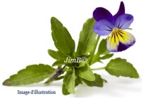 Plante en vrac - Pensée sauvage (viola tricolor) - Herbo-phyto - Herboristerie Bardou™ 