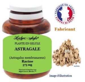 Plante en gélule - Astragale (astragalus membranaceus) - Herbo-phyto - Herboristerie Bardou™ 