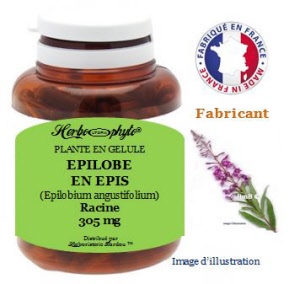 Plante en gélule - Epilobe en épis (epilobium angustifolium) - Herboristerie Bardou™