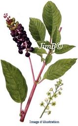 Plante en vrac - Phytolaque (phytolacca decandra) - Herbo-phyto - Herboristerie Bardou™ 