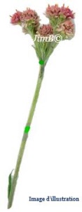 Plante en vrac - Pied de chat (antennaria dioica) - Herbo-phyto - Herboristerie Bardou™ 