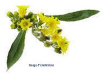 Plante en vrac - Piloselle (hieracium pilosella) - Herbo-phyto - Herboristerie Bardou™ 