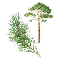 Plante en vrac - Pin sylvestre (pinus sylvestris) - Herbo-phyto - Herboristerie Bardou™ 